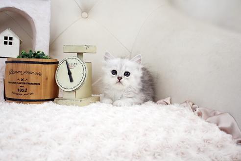 成約済の佐賀県のペルシャ(チンチラ)-16073の3枚目