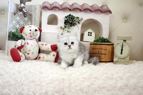 成約済の佐賀県のペルシャ(チンチラ)-16073の2枚目