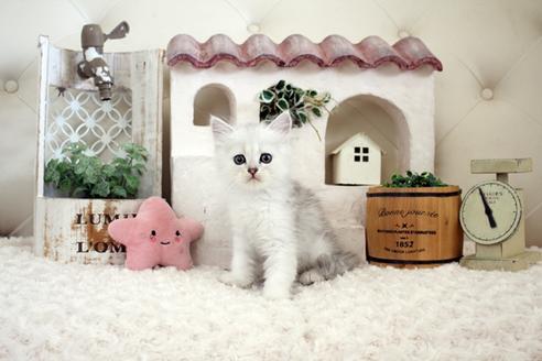 成約済の佐賀県のペルシャ(チンチラ)-16074の1枚目