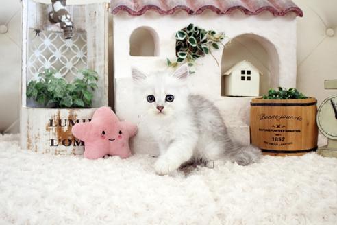 成約済の佐賀県のペルシャ(チンチラ)-16074の5枚目