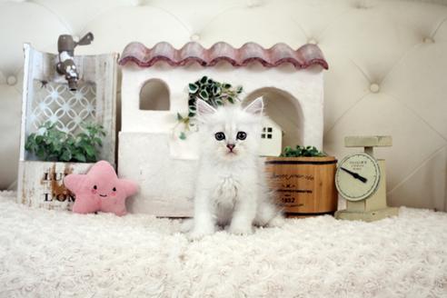 成約済の佐賀県のペルシャ(チンチラ)-16074の4枚目