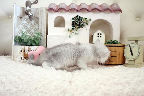 成約済の佐賀県のペルシャ(チンチラ)-16074の3枚目