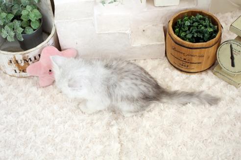 成約済の佐賀県のペルシャ(チンチラ)-16074の2枚目