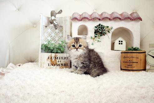 成約済の佐賀県のペルシャ(チンチラ)-16075