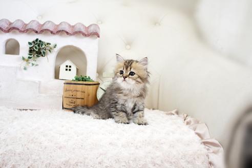 成約済の佐賀県のペルシャ(チンチラ)-16075の4枚目