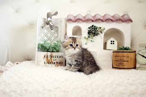 成約済の佐賀県のペルシャ(チンチラ)-16075の3枚目