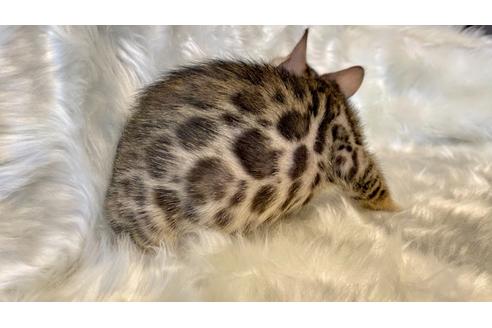 成約済の愛媛県のベンガル-16086の22枚目