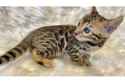 成約済の愛媛県のベンガル-16086の20枚目