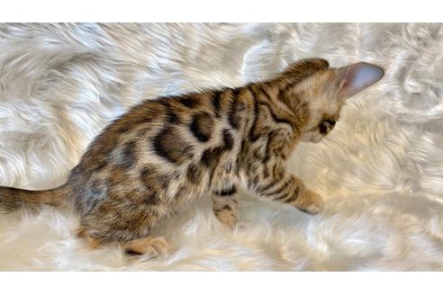 成約済の愛媛県のベンガル-16097の2枚目