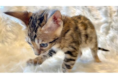 成約済の愛媛県のベンガル-16097の7枚目