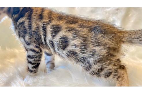 成約済の愛媛県のベンガル-16098の3枚目