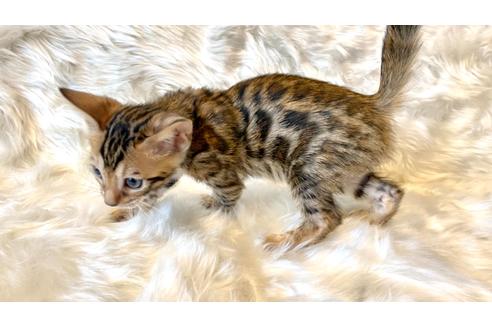 成約済の愛媛県のベンガル-16099の7枚目