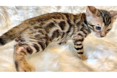 成約済の愛媛県のベンガル-16099の8枚目