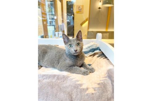 関西でロシアンブルーの子猫を探す 子猫ブリーダーナビ