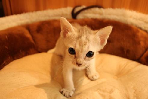 成約済の大阪府のシンガプーラ-16108