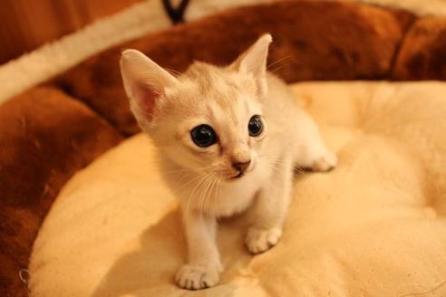 成約済の大阪府のシンガプーラ-16108の5枚目