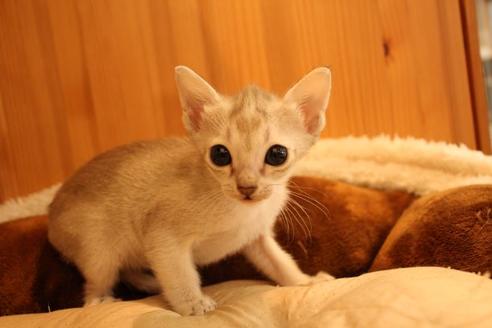 成約済の大阪府のシンガプーラ-16108の6枚目