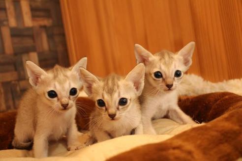 成約済の大阪府のシンガプーラ-16108の4枚目