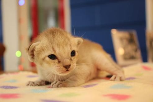 成約済の大阪府のシンガプーラ-16108の2枚目