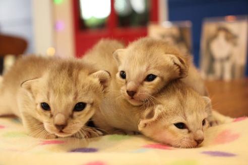 成約済の大阪府のシンガプーラ-16108の3枚目