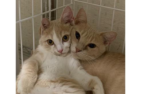 成約済の埼玉県のスコティッシュフォールド-15721の3枚目
