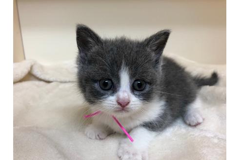 成約済の千葉県のブリティッシュショートヘア-16122の1枚目