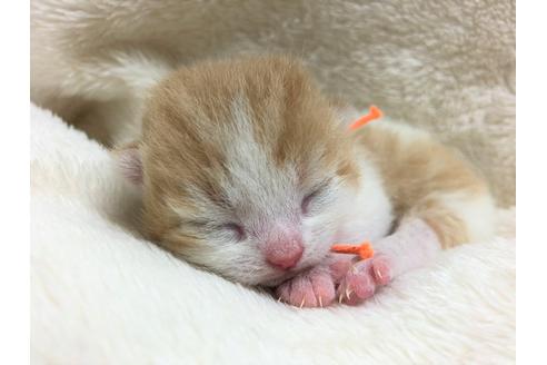 成約済の千葉県のスコティッシュフォールド-16139の4枚目