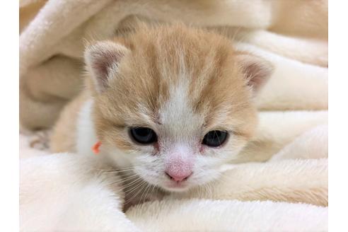 成約済の千葉県のスコティッシュフォールド-16139の3枚目