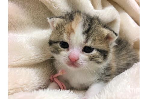 成約済の千葉県のスコティッシュフォールド-16140の3枚目