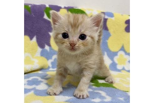 成約済の神奈川県のマンチカン-16154の1枚目