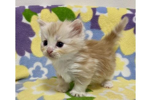 成約済の神奈川県のマンチカン-16157の3枚目