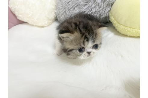 成約済の大阪府のエキゾチックショートヘア-16162の4枚目