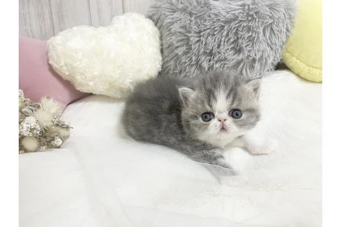 成約済の大阪府のエキゾチックショートヘア-16164の4枚目