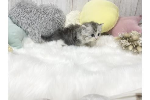 成約済の大阪府のマンチカン-16177の4枚目