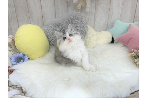 成約済の大阪府のマンチカン-16177の3枚目