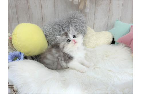 成約済の大阪府のマンチカン-16177の2枚目