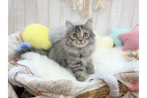 成約済の大阪府のサイベリアン-16180の1枚目