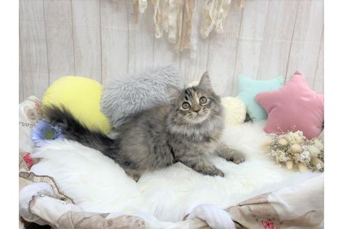 成約済の大阪府のサイベリアン-16180の3枚目