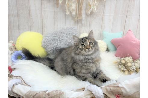 成約済の大阪府のサイベリアン-16180の2枚目