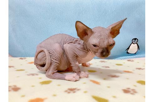 東京都のスフィンクス 男の子 21 06 23生まれ 人懐っこくてスフィンクスのちびちゃんたち 子猫id 161 子猫ブリーダーナビ 東京都のスフィンクス 男の子 21 06 23生まれ 人懐っこくてスフィンクスのちびちゃんたち 子猫id 161 子猫ブリーダーナビ