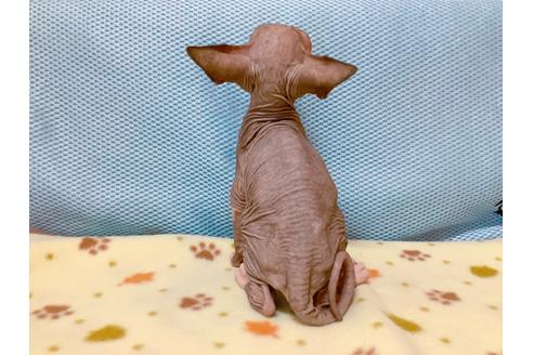 成約済の東京都のスフィンクス-16182の3枚目