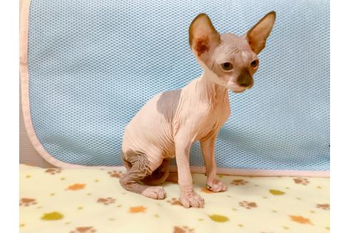 成約済の東京都のスフィンクス-16183の1枚目