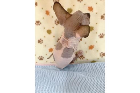 成約済の東京都のスフィンクス-16183の3枚目