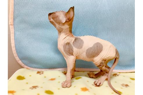 成約済の東京都のスフィンクス-16183の4枚目