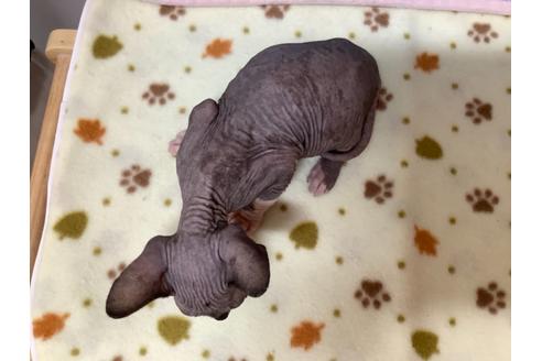 成約済の東京都のスフィンクス-16184の2枚目