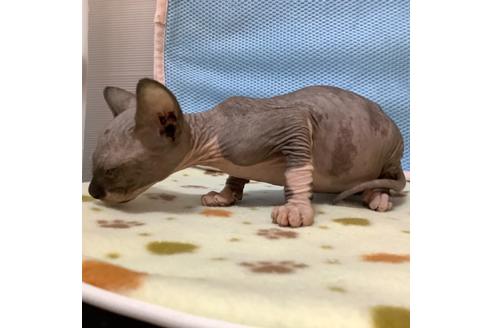 成約済の東京都のスフィンクス-16184の3枚目