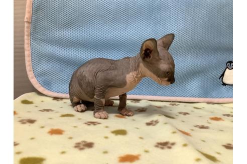 成約済の東京都のスフィンクス-16184の4枚目