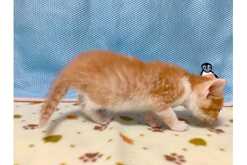 成約済の東京都のマンチカン-16285の4枚目