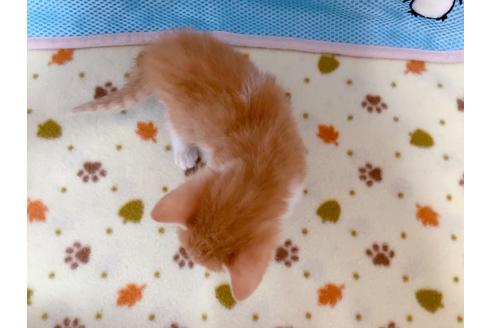 成約済の東京都のマンチカン-16285の3枚目