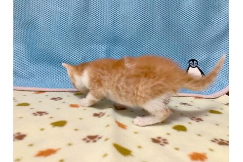 成約済の東京都のマンチカン-16285の2枚目